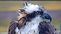 Icon for: Hawk Talk: a Co-created Investigation Using a Wildlife Cam
