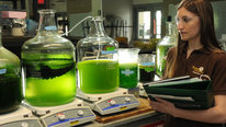 Icon foR: Algae Grows the Future